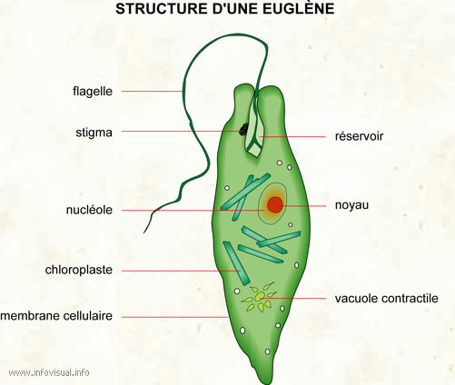 Euglène (Dictionnaire Visuel)