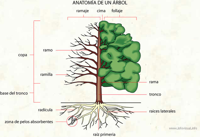 Anatomía de un árbol (Diccionario visual)