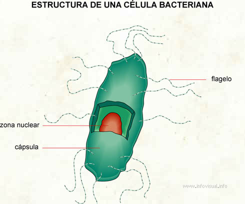 Bacteriana (Diccionario visual)