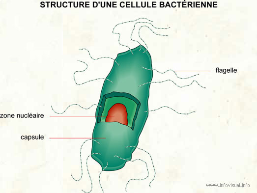 Cellule bactérienne (Dictionnaire Visuel)