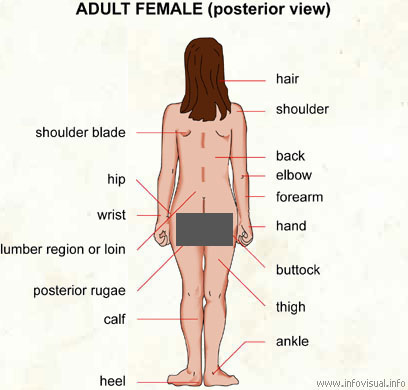 Adult female (posterior view)  (Visual Dictionary)