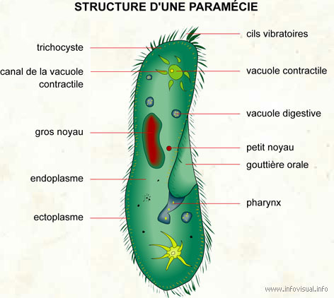 Paramécie (Dictionnaire Visuel)