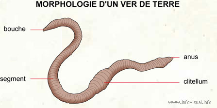 Morphologie D Un Ver De Terre Dictionnaire Visuel Profuturo Resources