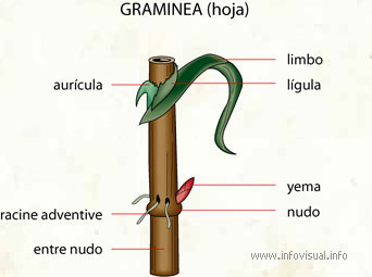 Graminea (Diccionario visual)