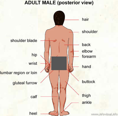 Adult male (posterior view)  (Visual Dictionary)