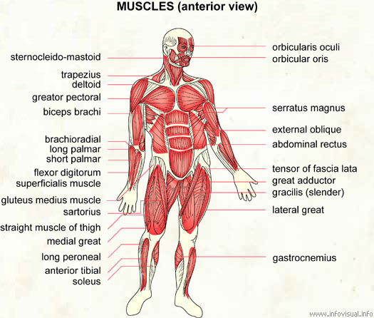 Muscles  (Visual Dictionary)