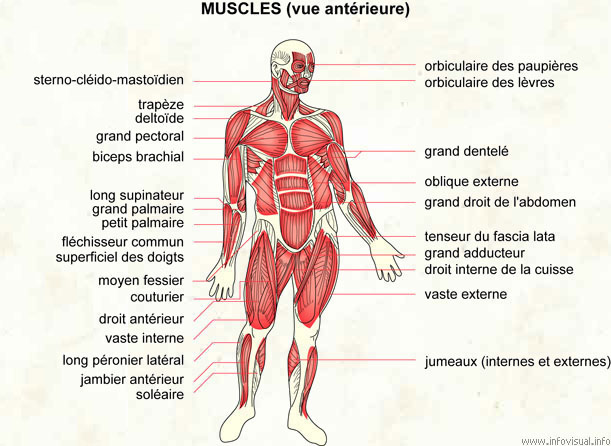 Muscles (Dictionnaire Visuel)