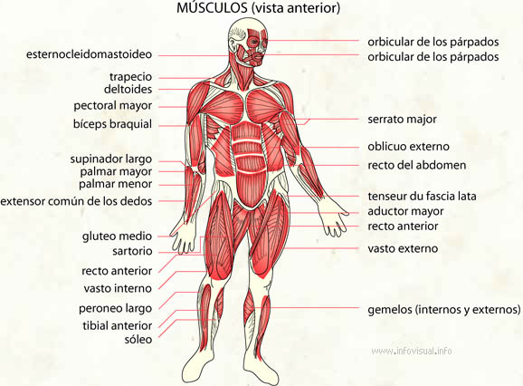 Músculos (Diccionario visual)