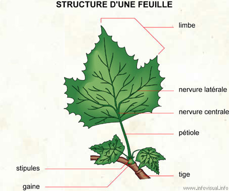 Feuille (Dictionnaire Visuel)