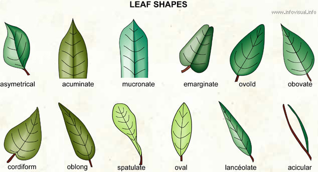 Leaf shapes (1)  (Visual Dictionary)