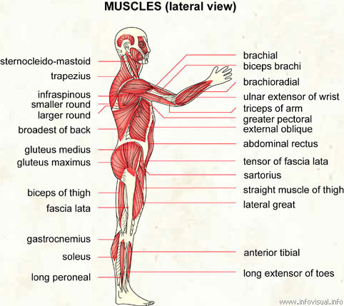 Muscles (lateral view)  (Visual Dictionary)