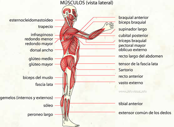 Musculo (Diccionario visual)