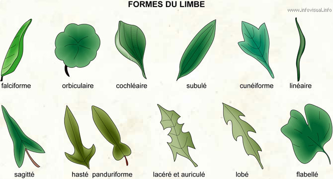 Formes du limbe (Dictionnaire Visuel)