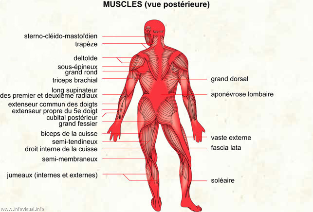 Muscle (Dictionnaire Visuel)