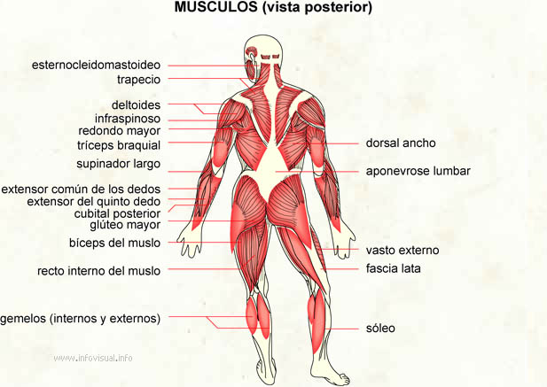 Musculos (vista posterior) (Diccionario visual)