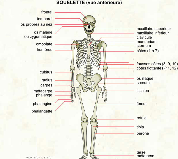 Squelette (Dictionnaire Visuel)