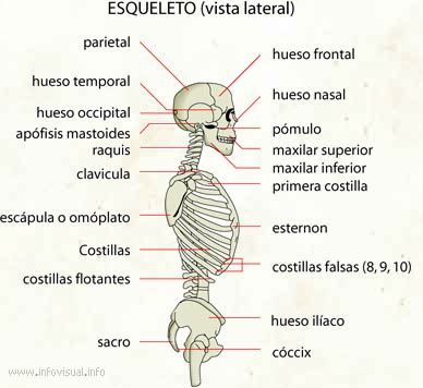 Esqueleto (vista lateral) (Diccionario visual)