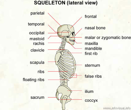 Skeleton (lateral view)  (Visual Dictionary)