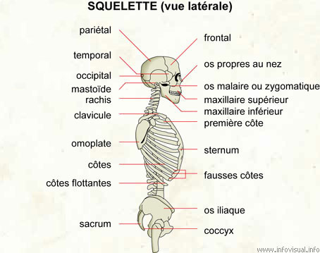 Squelette (vue latérale) (Dictionnaire Visuel)