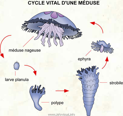 Cycle vital d'une méduse (Dictionnaire Visuel)