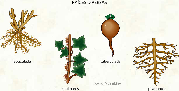 Raíces (Diccionario visual)