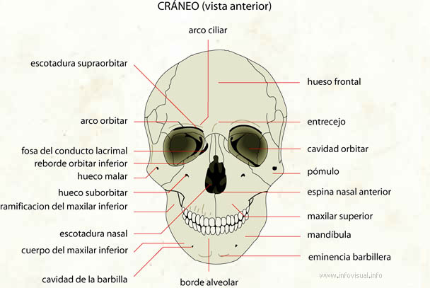 Cráneo (Diccionario visual)