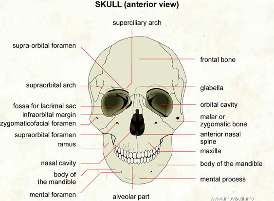 Skull  (Visual Dictionary)