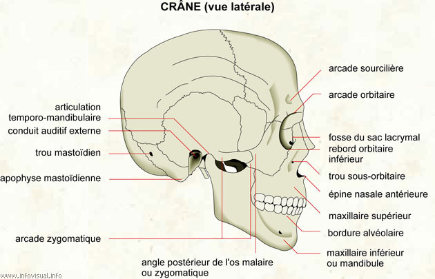 Crâne (vue latérale) (Dictionnaire Visuel)