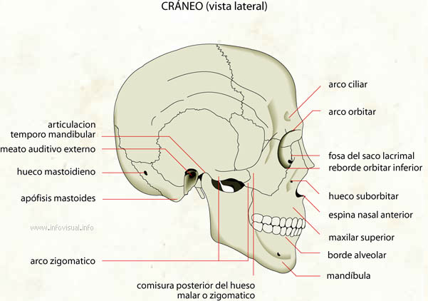 Cráneo (vista lateral) (Diccionario visual)