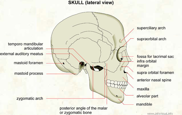 Skull (lateral view)  (Visual Dictionary)