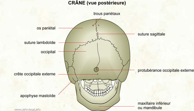 Crâne (vue postérieure) (Dictionnaire Visuel)