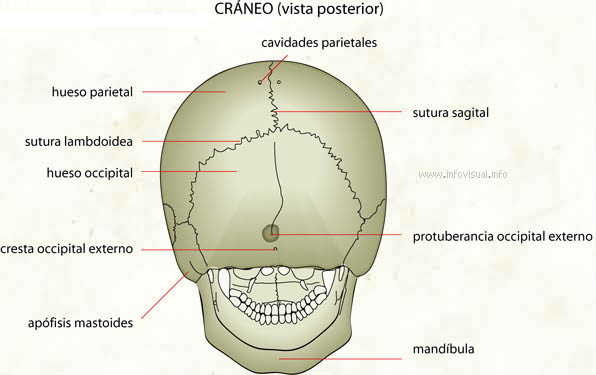 Cráneo (vista posterior) (Diccionario visual)