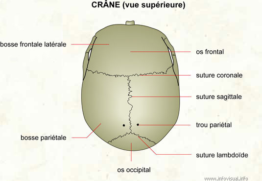 Crâne (vue supérieure) (Dictionnaire Visuel)