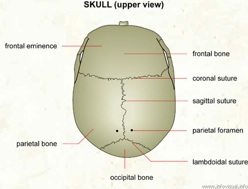 Skull (upper view)  (Visual Dictionary)