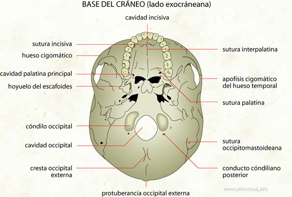 Base del cráneo (Diccionario visual)