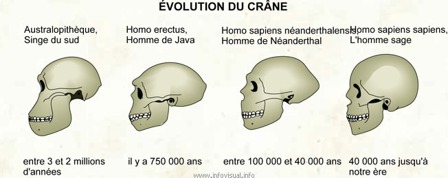 Évolution du crâne (Dictionnaire Visuel)