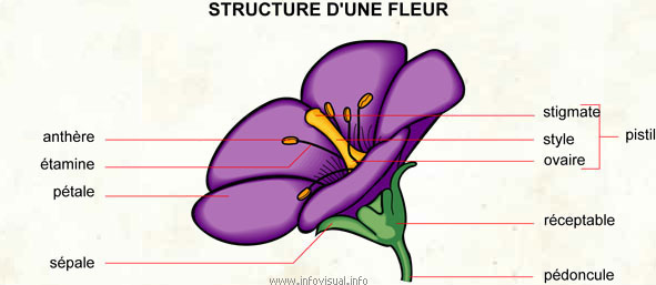 Fleur (Dictionnaire Visuel)