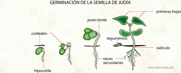 Germinación de la semilla de judía (Diccionario visual)