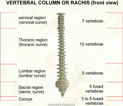 Vertebral column  (Visual Dictionary)