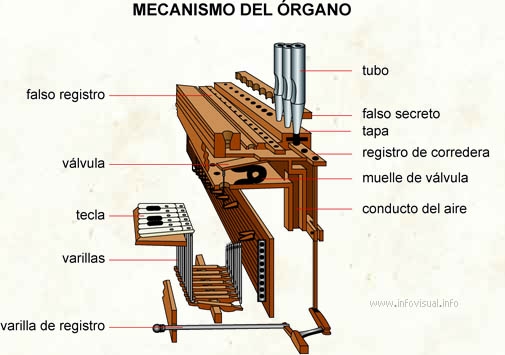 Mecanismo del órgano (Diccionario visual)