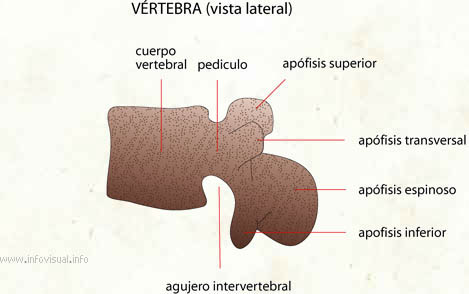 Vértebra (Diccionario visual)