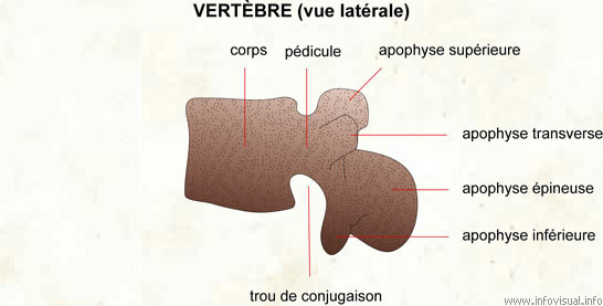 Vertèbre (vue latérale) (Dictionnaire Visuel)