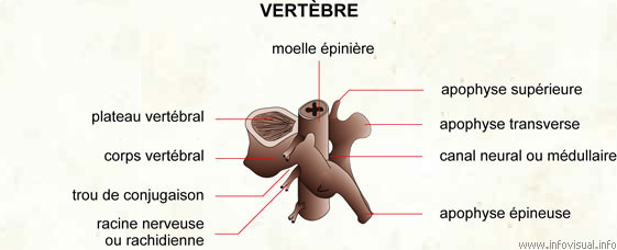 Vertèbre (Dictionnaire Visuel)