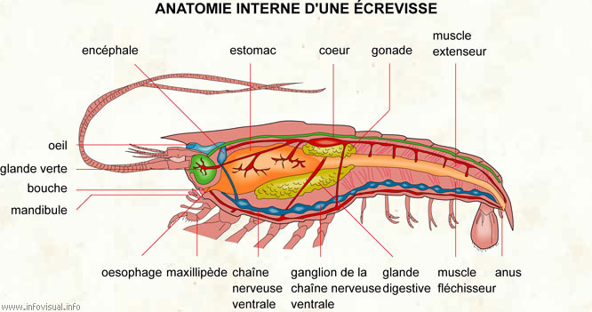 Anatomie interne d'une écrevisse (Dictionnaire Visuel)