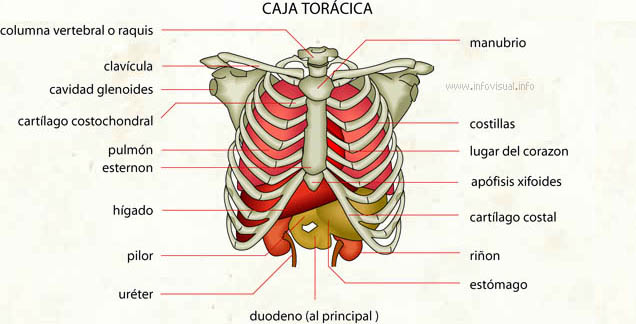 Caja torácica (Diccionario visual)
