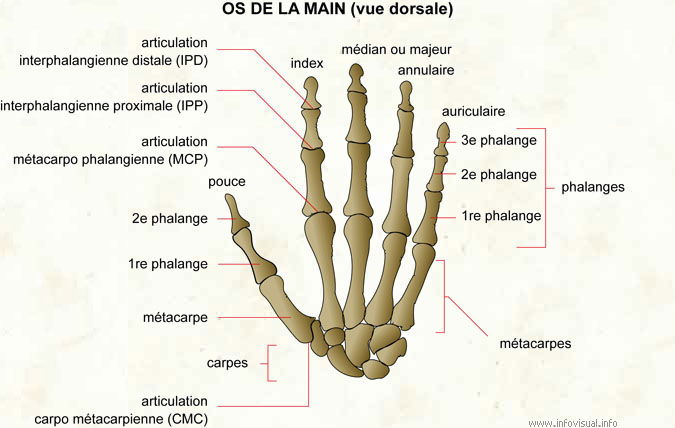 Le squelette humain  Dictionnaire Visuel