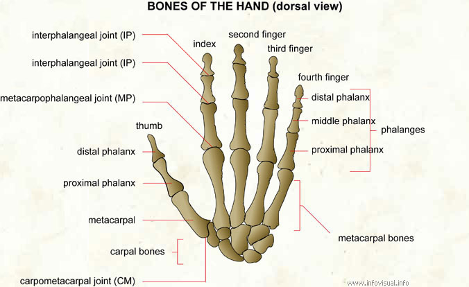 Bones of the hand  (Visual Dictionary)