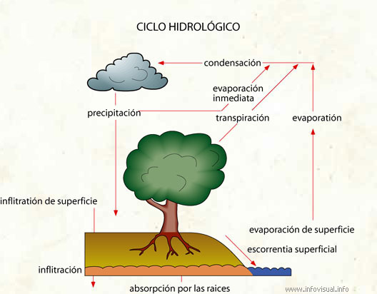 Ciclo hidrológico (Diccionario visual)