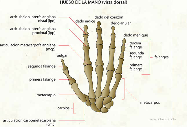 Hueso de la mano (Diccionario visual)