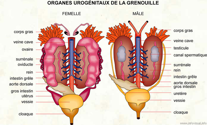 Organes urogénitaux de la grenouille (Dictionnaire Visuel)